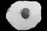 Scabriscutellum Trilobite With Axial Nodes #68664-1